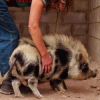 /album/teacup-pigs/sheamus-15-mths-old-299x300-jpg/